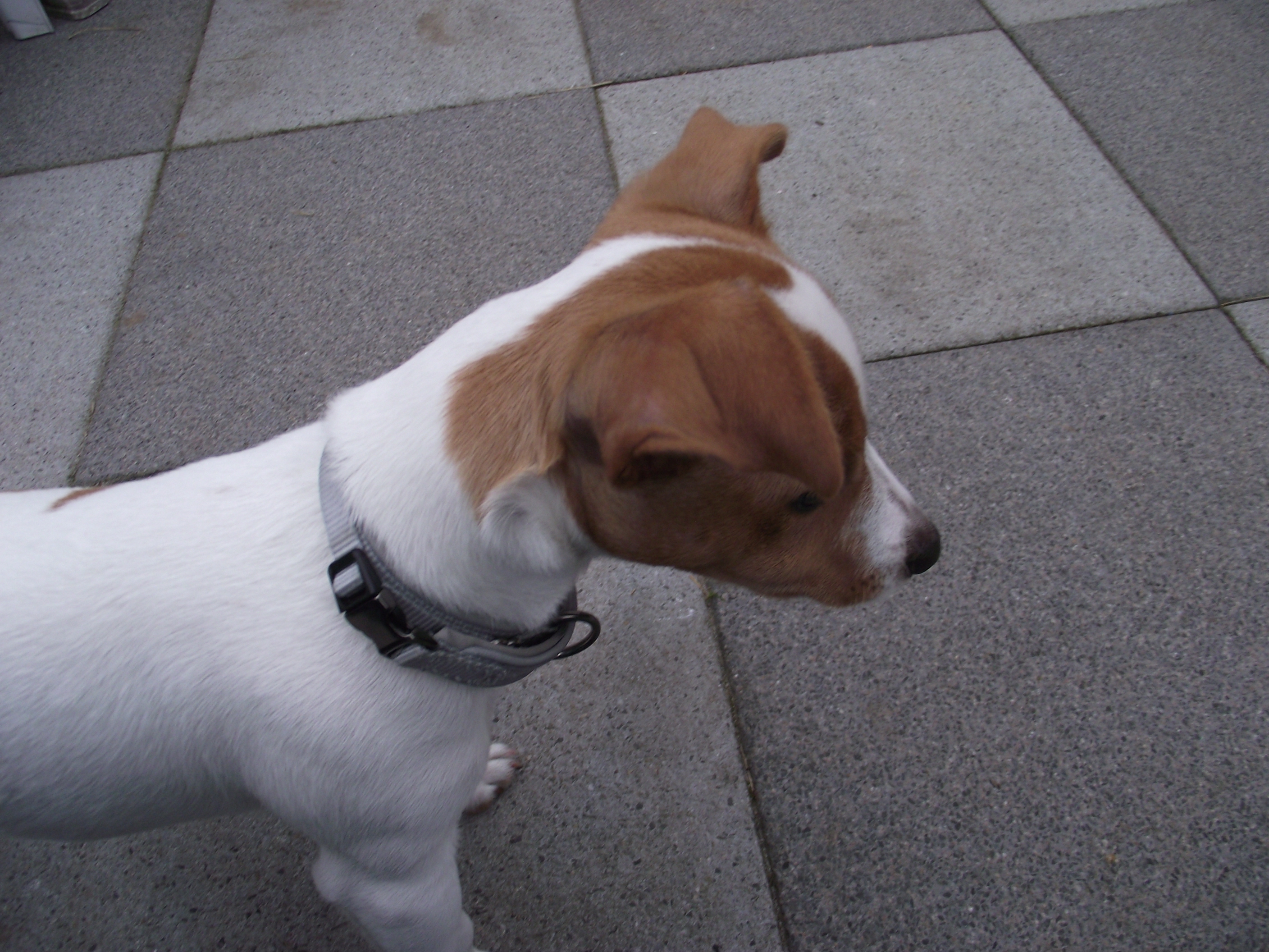 Jack Russell Foto 1