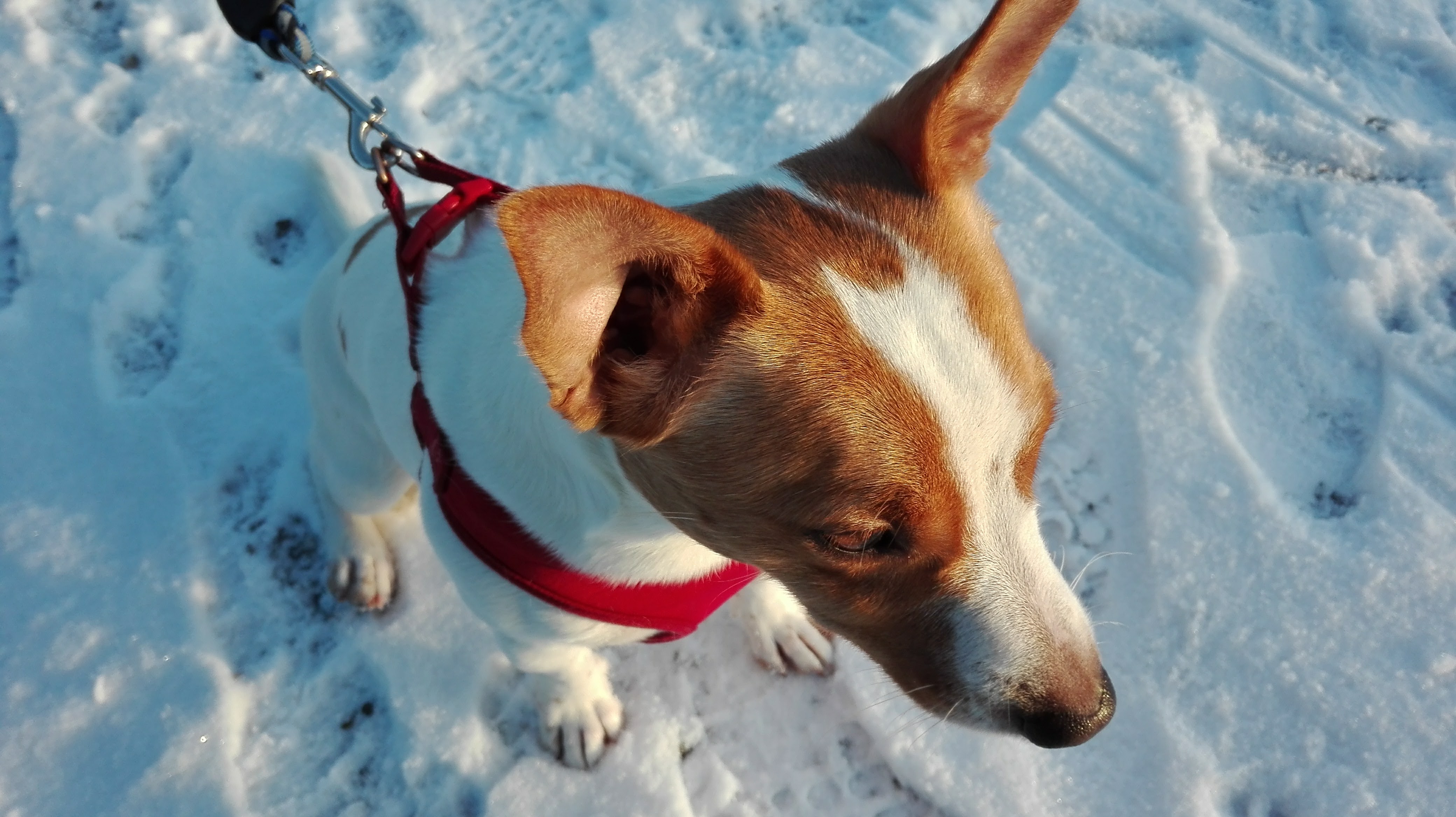 Jack Russell Foto 2