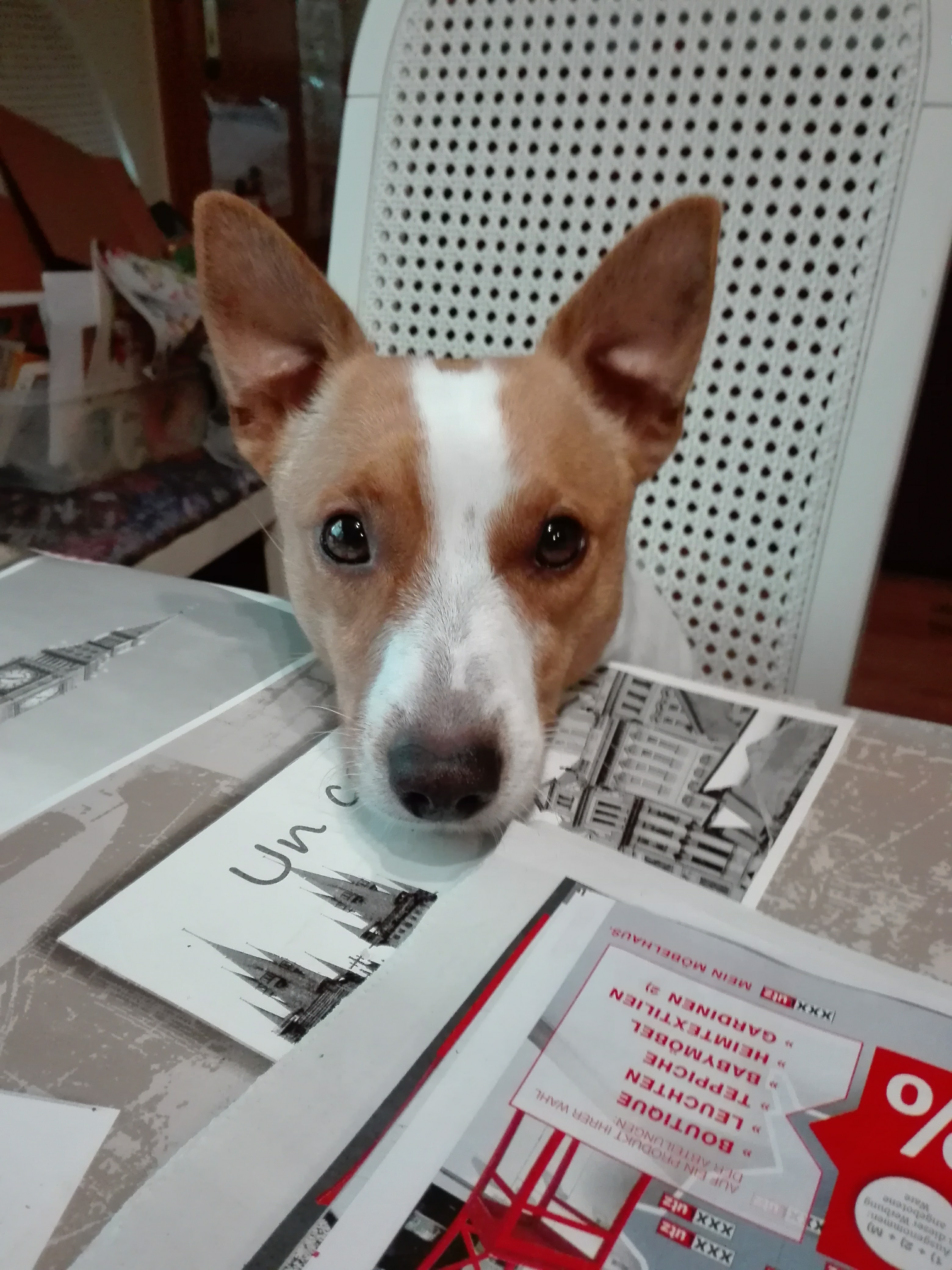 Jack Russell Foto 3