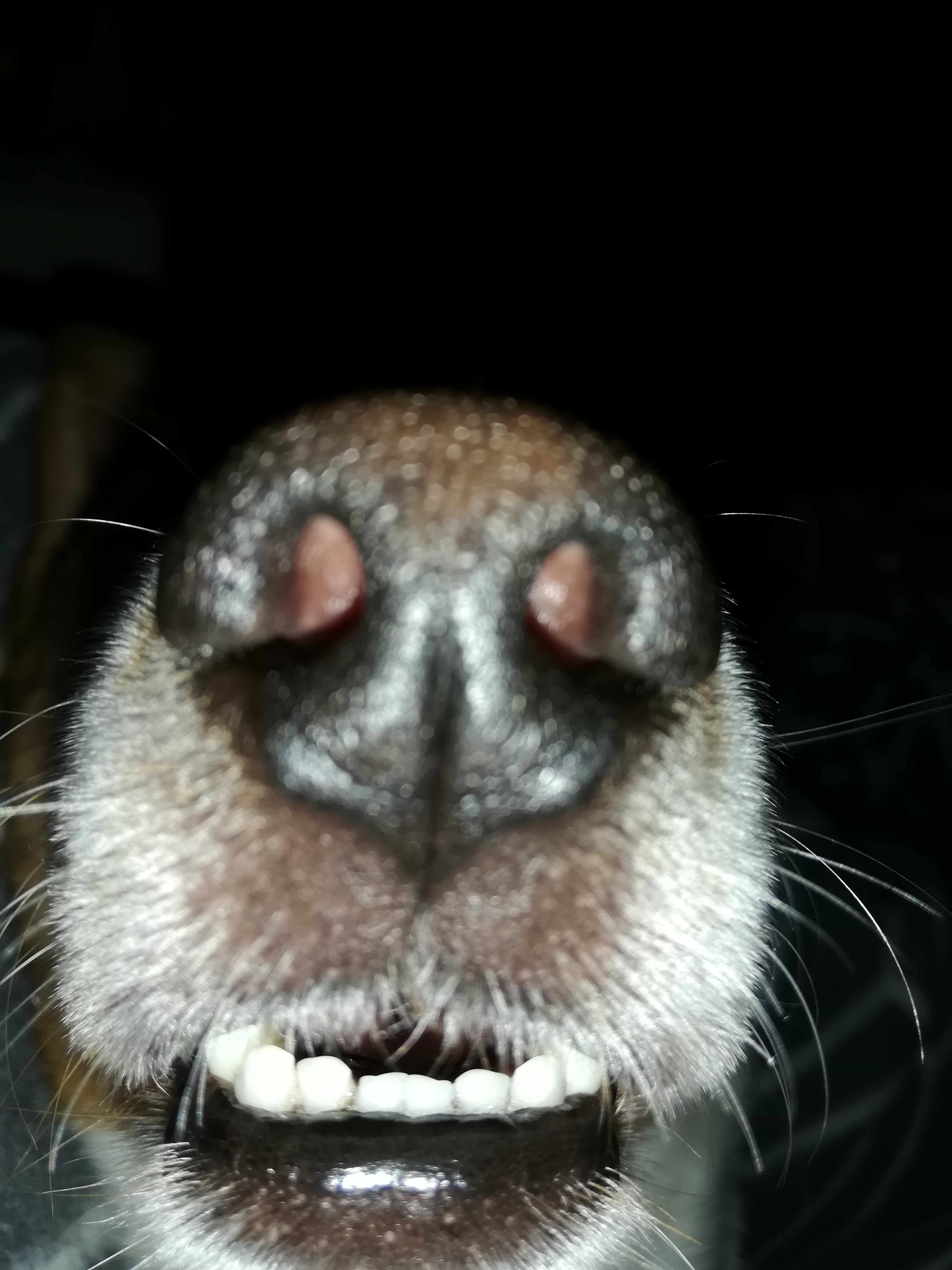 Jack Russell Foto 4